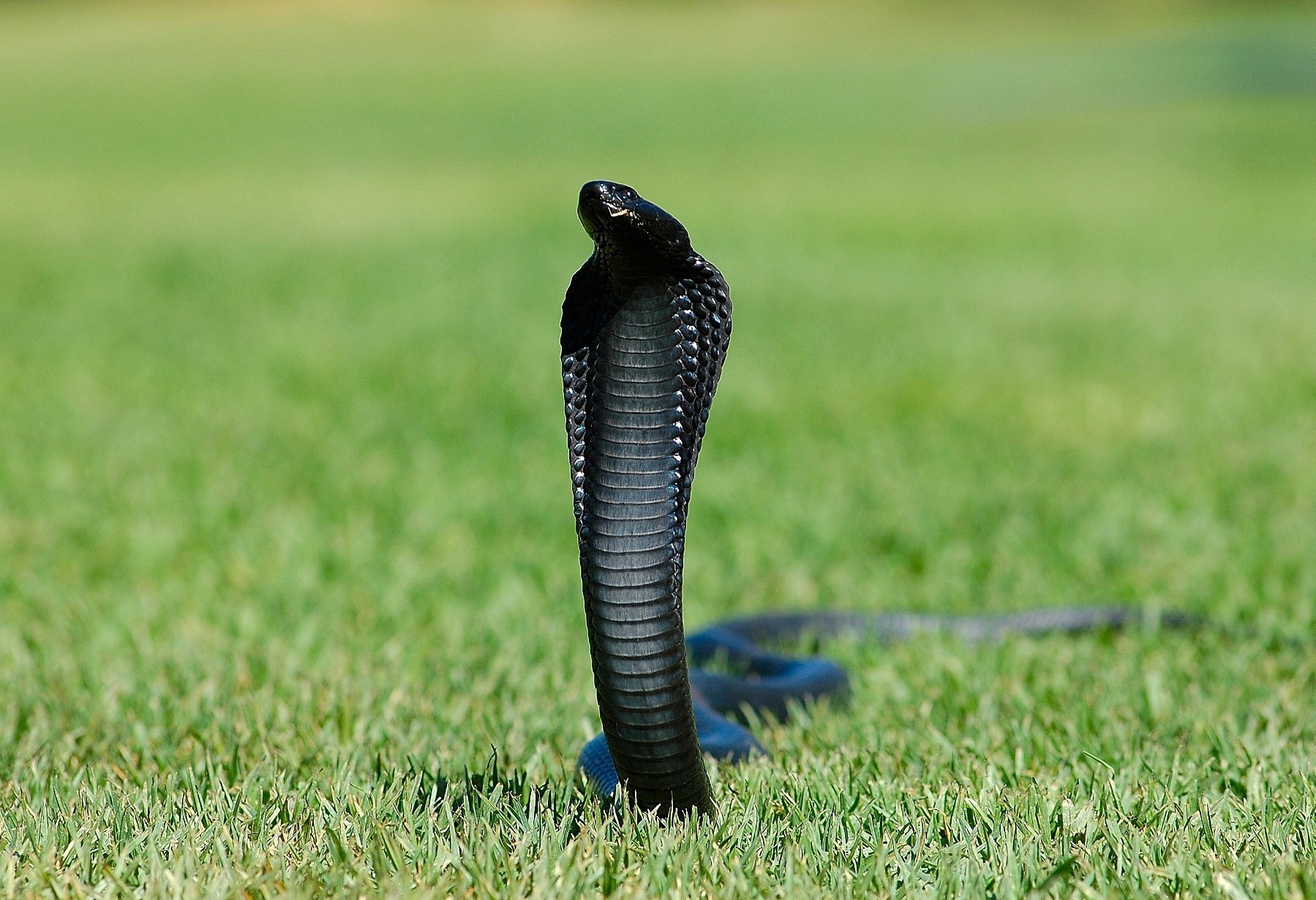 Black_King_Cobra_Snake
