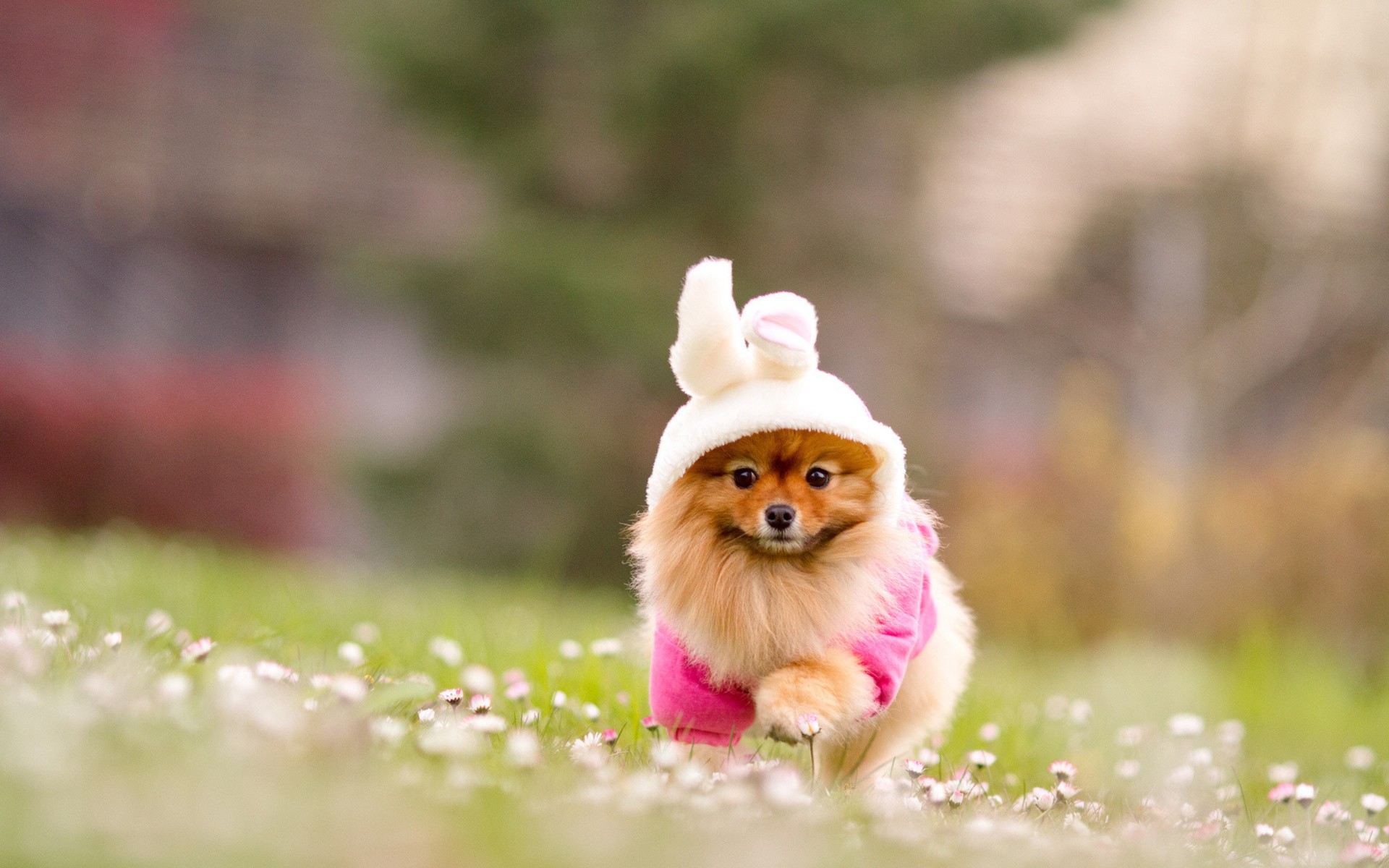 Cute-Puppy-Running-On-Grass-HD-Wallpapers