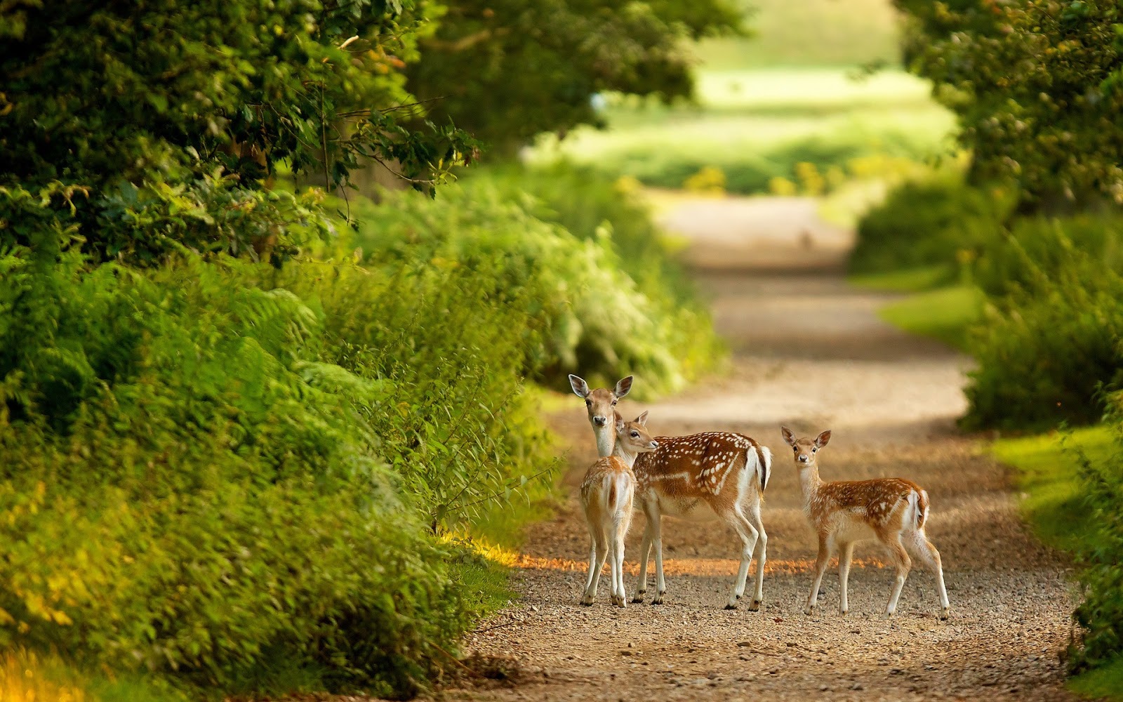 Deer-Beautiful-HD-Wallpapers