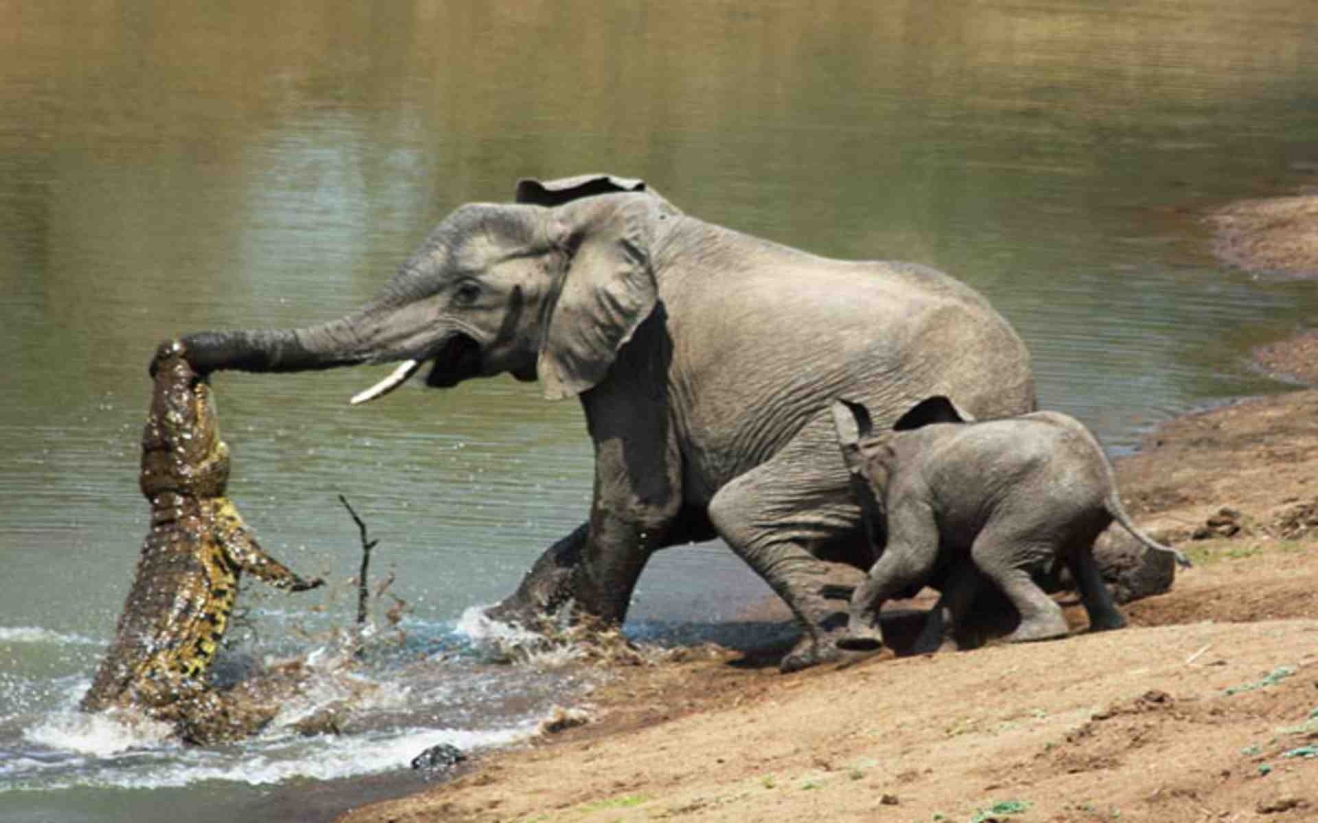 Fight-with-African-Elephant-and-Crocodile-HD-Photo