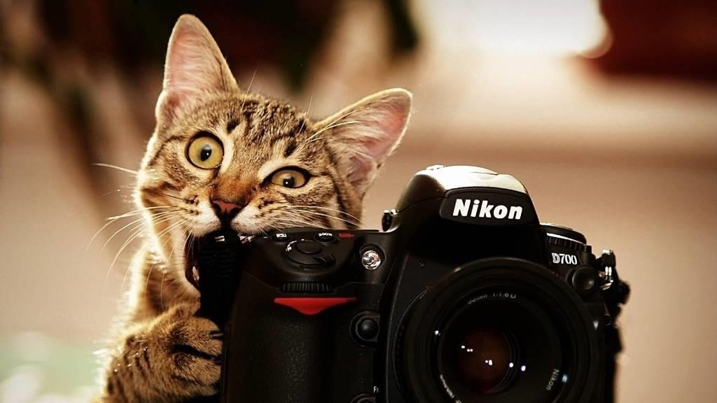 Funny-Cat-With-Nikon-Camera-full-HD-Wallpaper