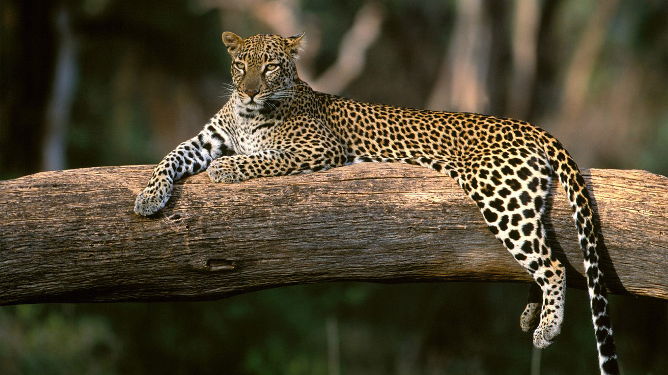 Leopard-Animal-Latest-HD-Wallpaper