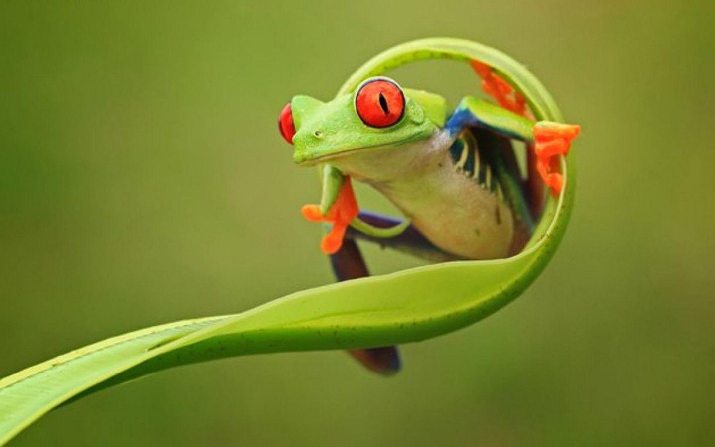 Frog Wallpapers