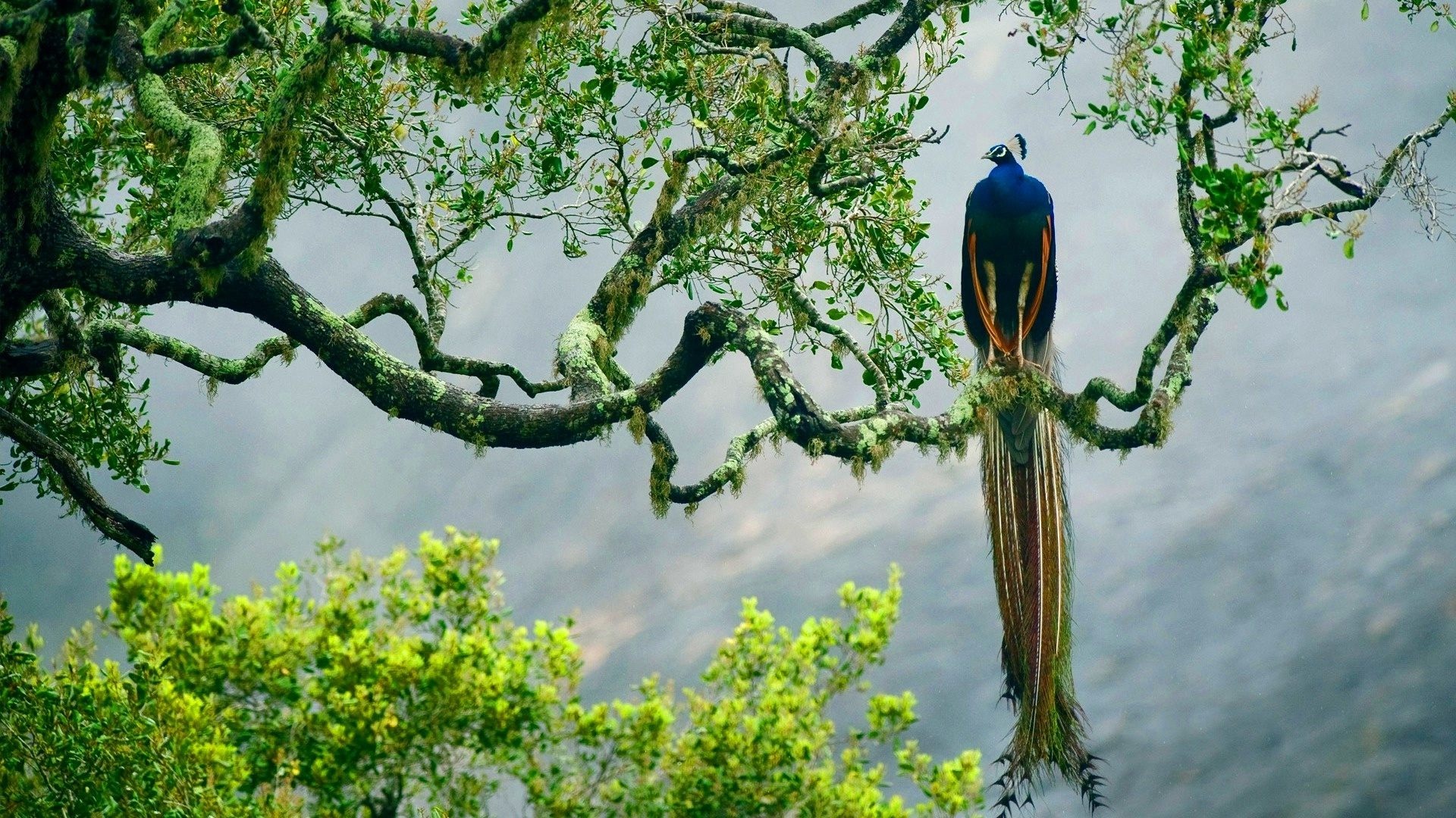 Peacock-bird-on-the-tree-wallpaper