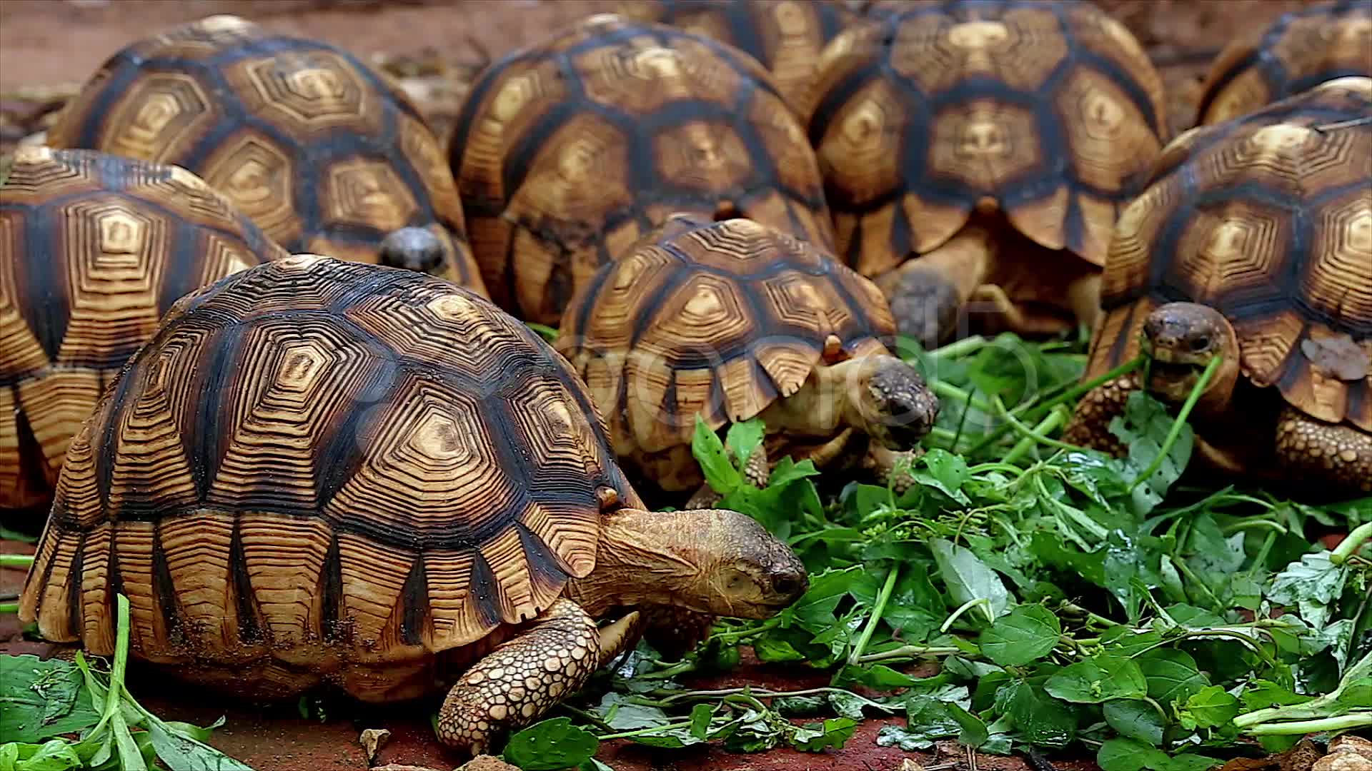 Ploughshare-tortoise-wallpaper