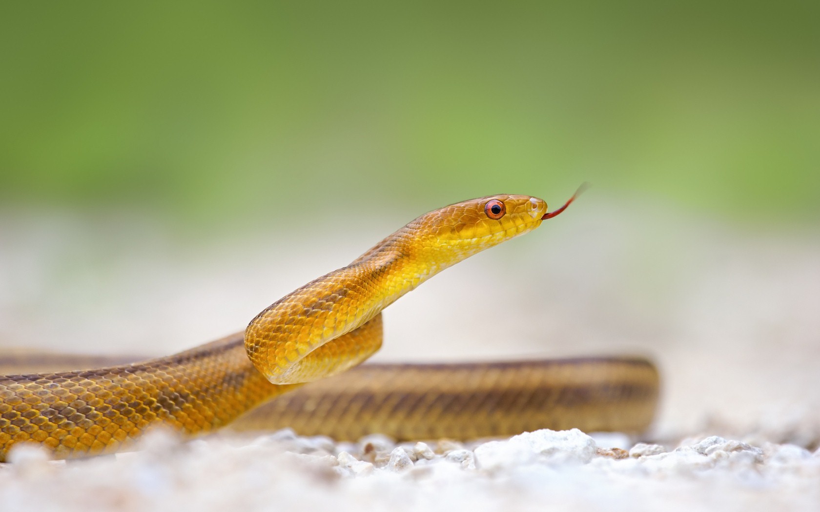 Yellow_Snake_HD_Desktop_Background_Wallpaper