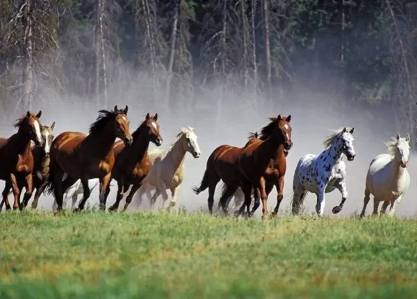 animal pictures horse wallpapers hd horse wallpaper