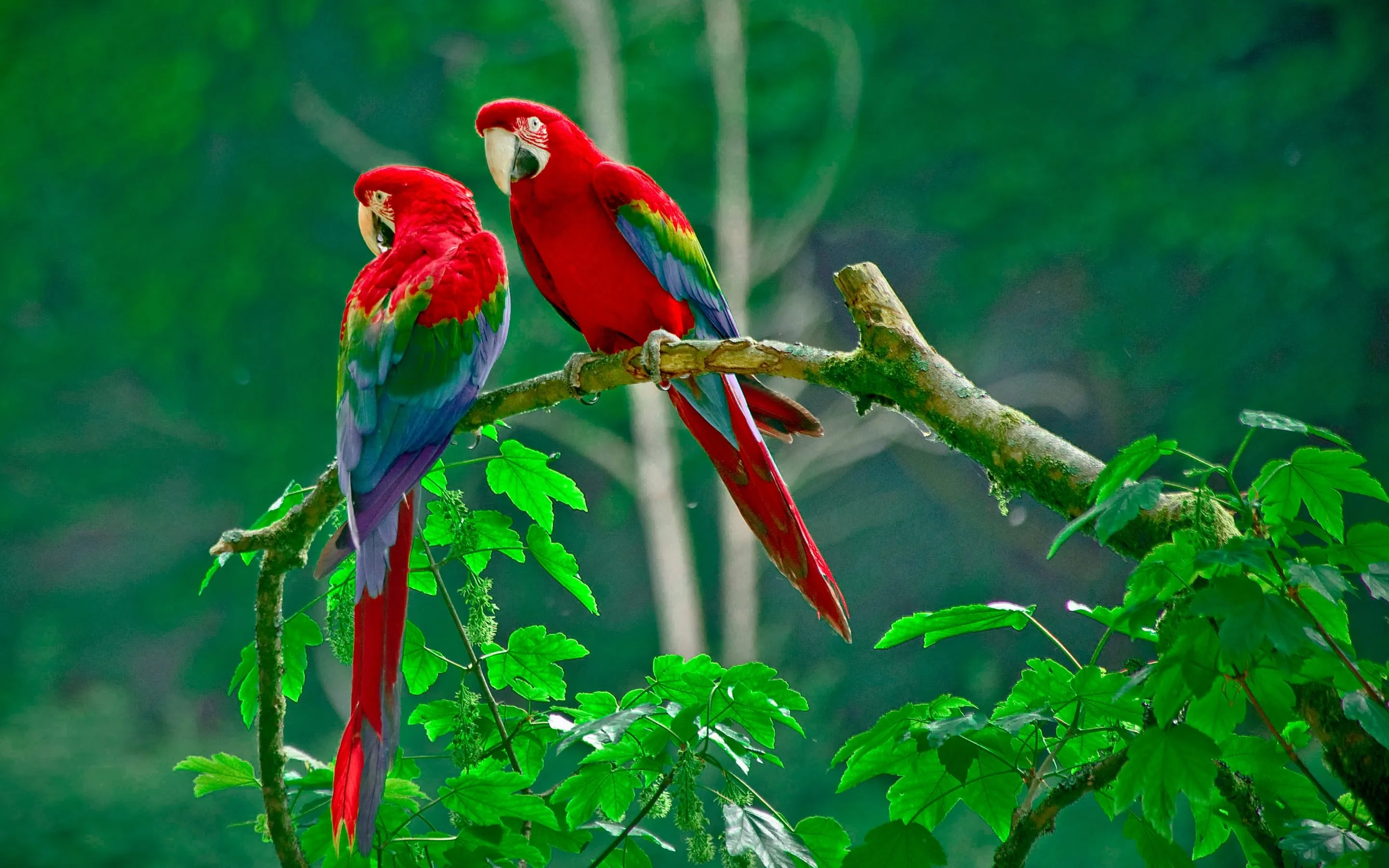 animal pictures birds wallpapers hd photos birds wallpaper