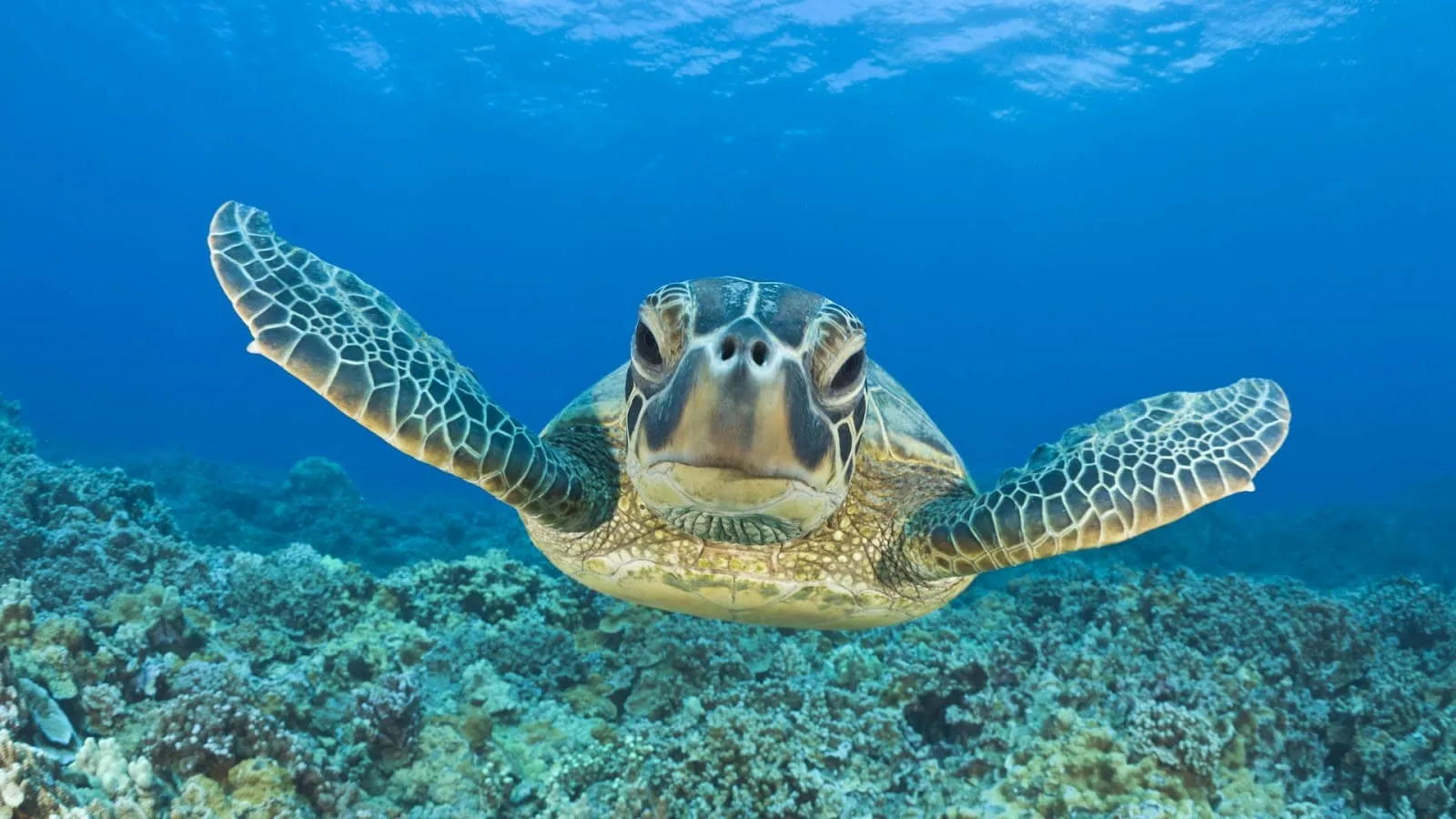 animal pictures fish wallpapers hd photos fish wallpaper