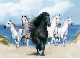 animal pictures horse wallpapers hd photos wallpaper