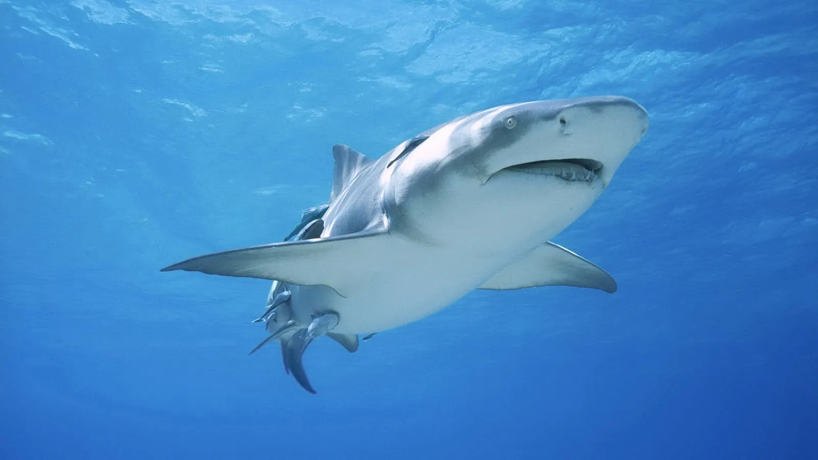 animal pictures sharks wallpapers hd photos shark wallpaper