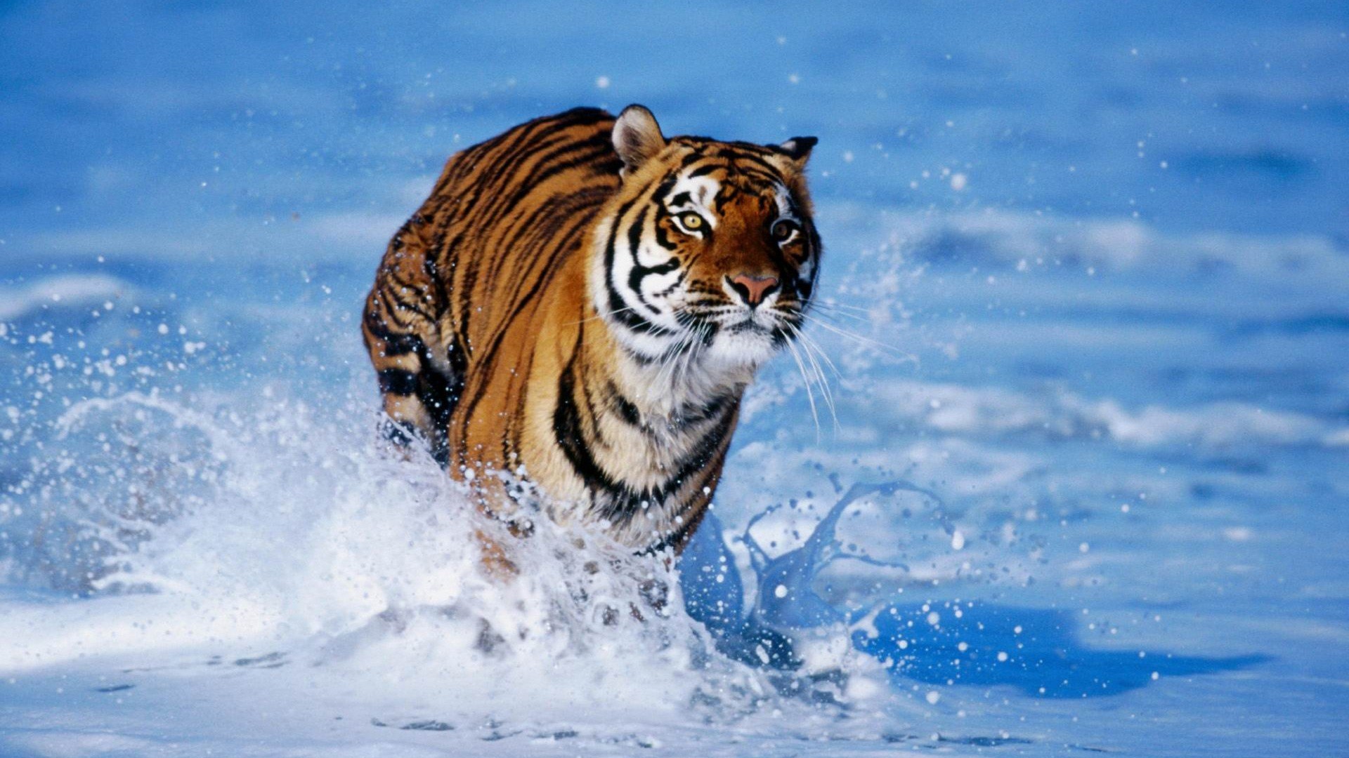 animal pictures tiger wallpapers hd photos tiger wallpaper