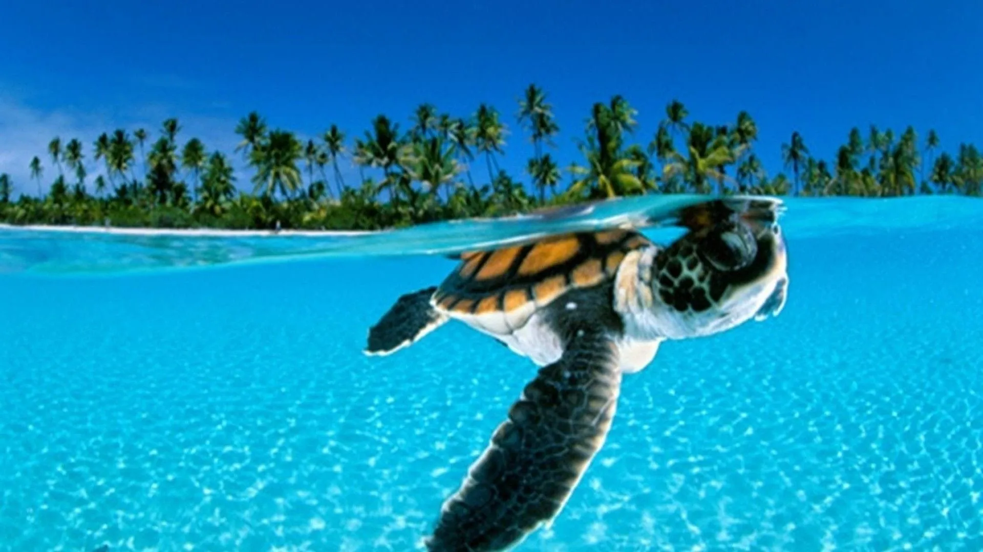 animal pictures tortoise wallpapers hd photos tortoise wallpaper