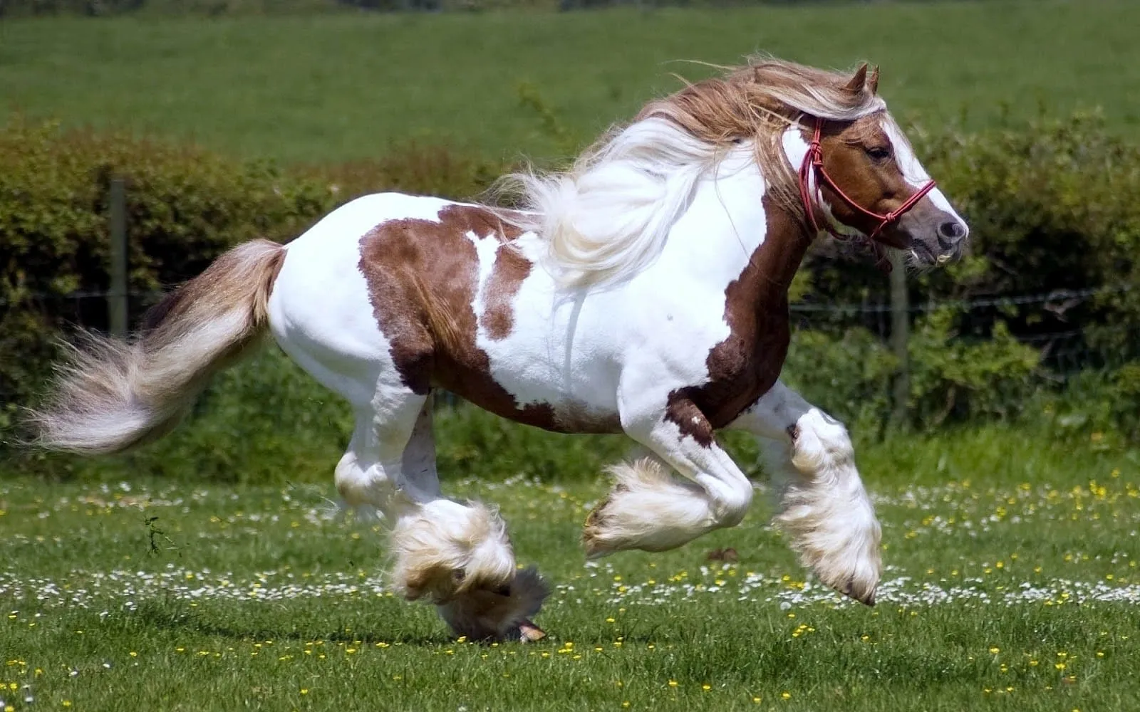 animal pictures wallpapers hd horse wallpaper