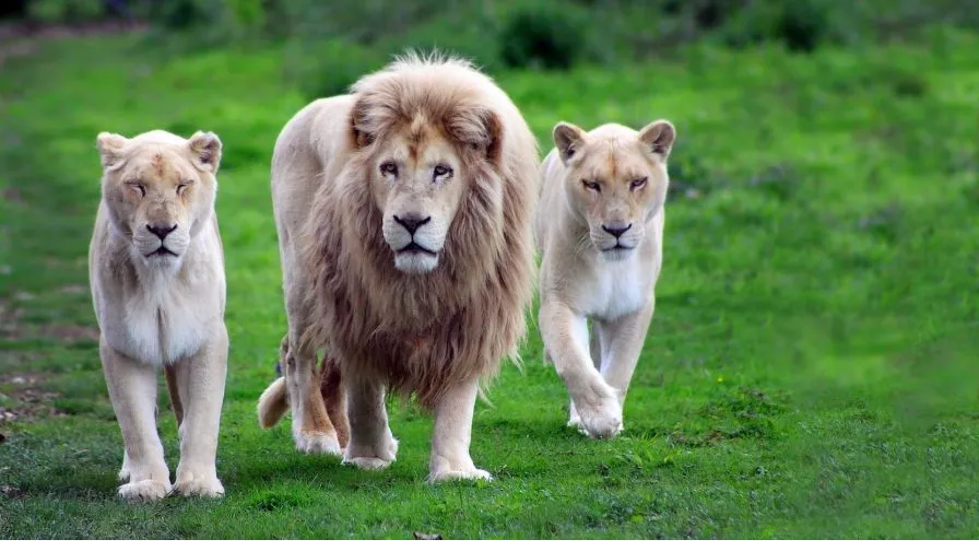 animal pictures wallpapers hd lion photos wallpaper