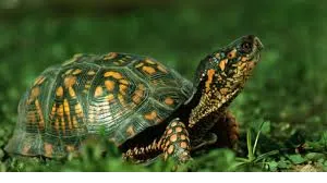 animal pictures wallpapers tortoise photos wallpaper