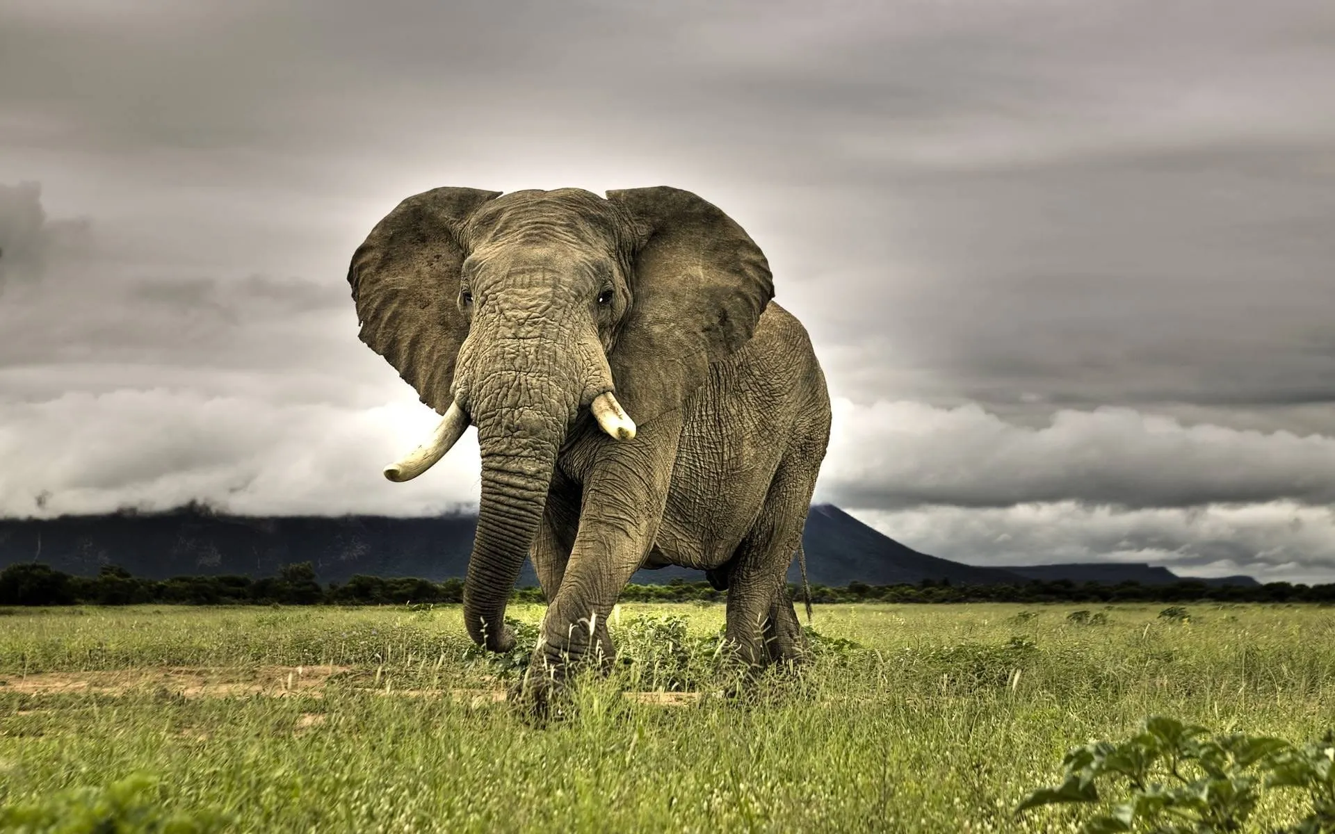 animal wallpaper