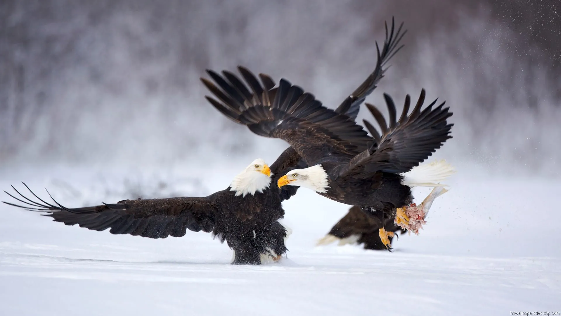 animals wallpapers full hd