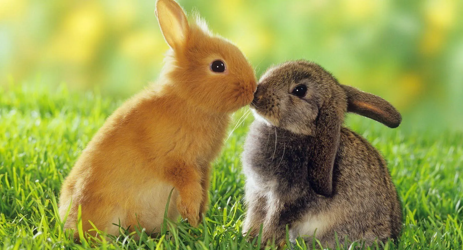 baby rabbit wallpaper hd 2