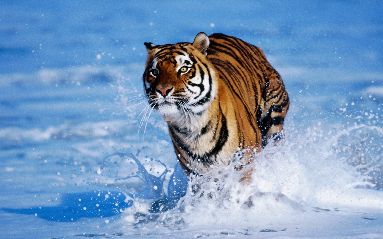 Tiger-Wallpapers