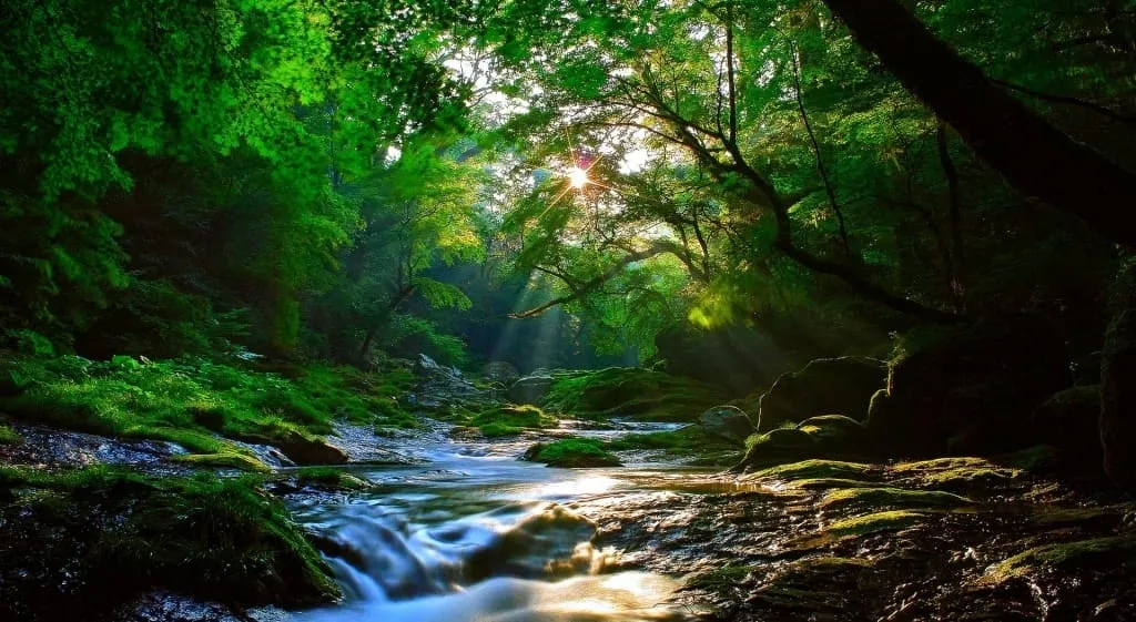 beautiful forest sunlight amazing view hd wallpaper