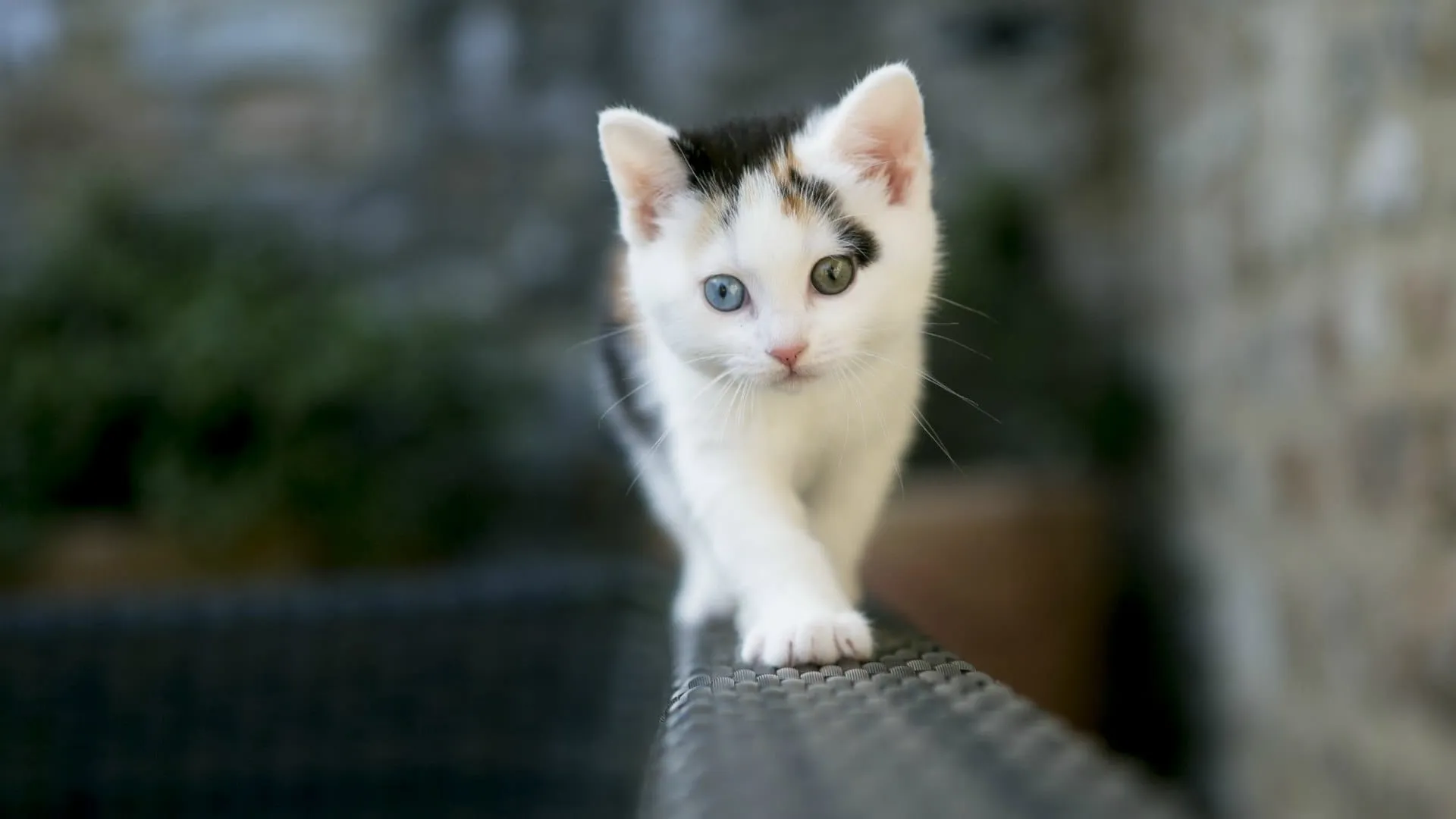 beautiful hd cat wallpaper