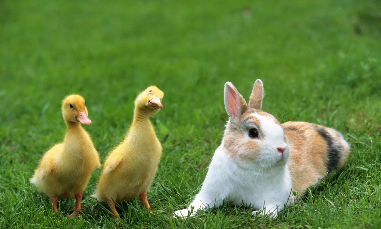 beautiful rabbits wallpapers for desktop free download