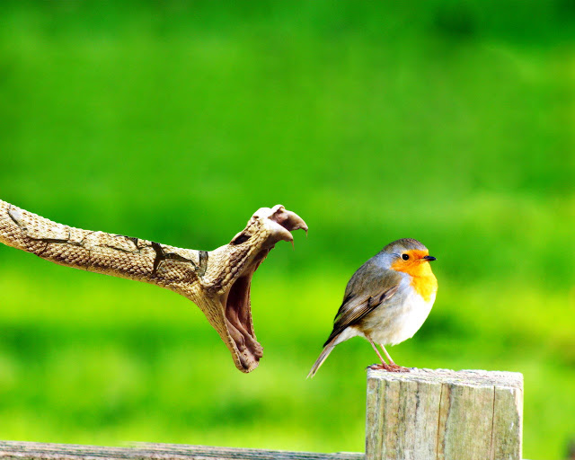 beautiful-sparrow-with-snake