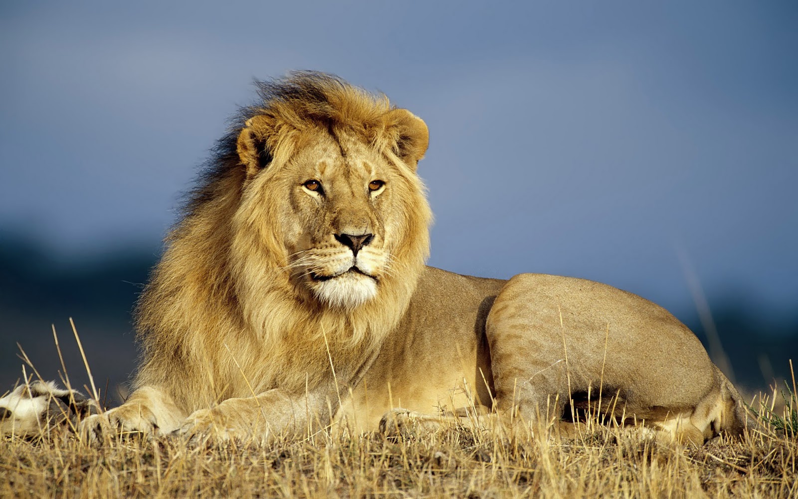 beautiful-wallpaper-of-a-big-lion-hd-animals-wallpapers