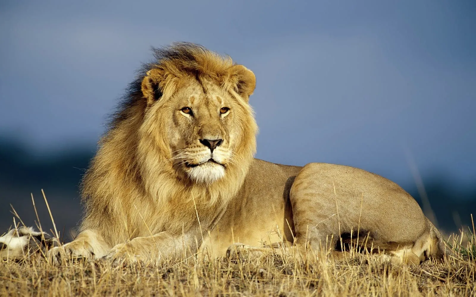 beautiful wallpaper of a big lion hd animals wallpapers