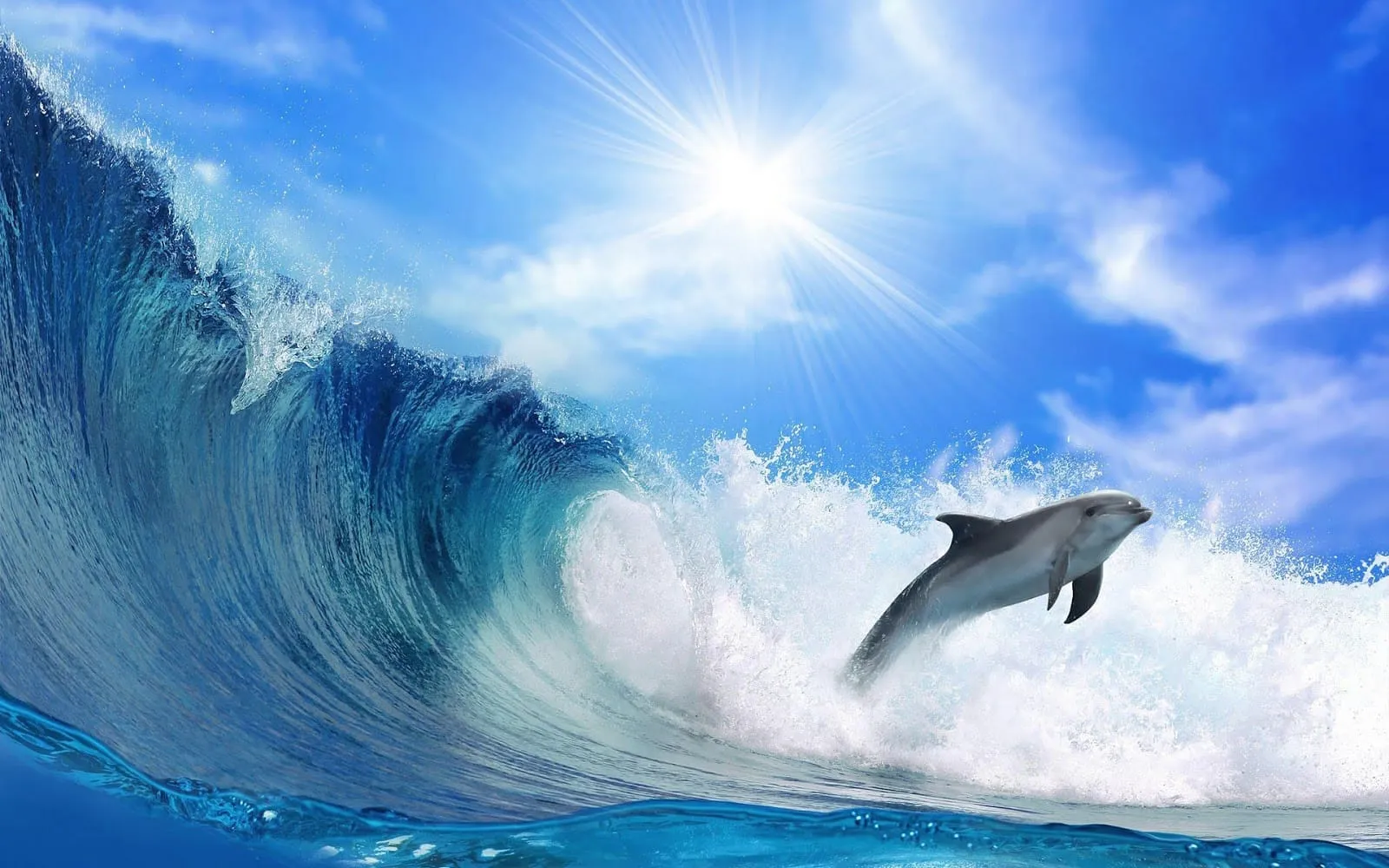 beautiful wallpaper of a dolphin and a big wave hd animals wallpapers