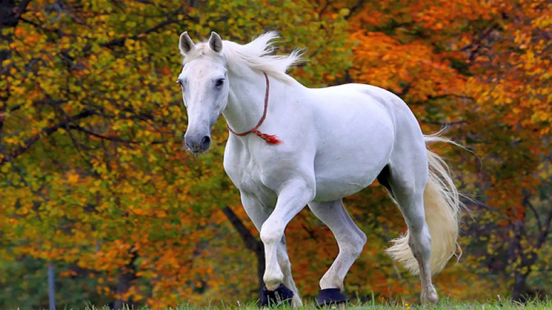 beautiful white horse wallpaper hd 013 1920x1080