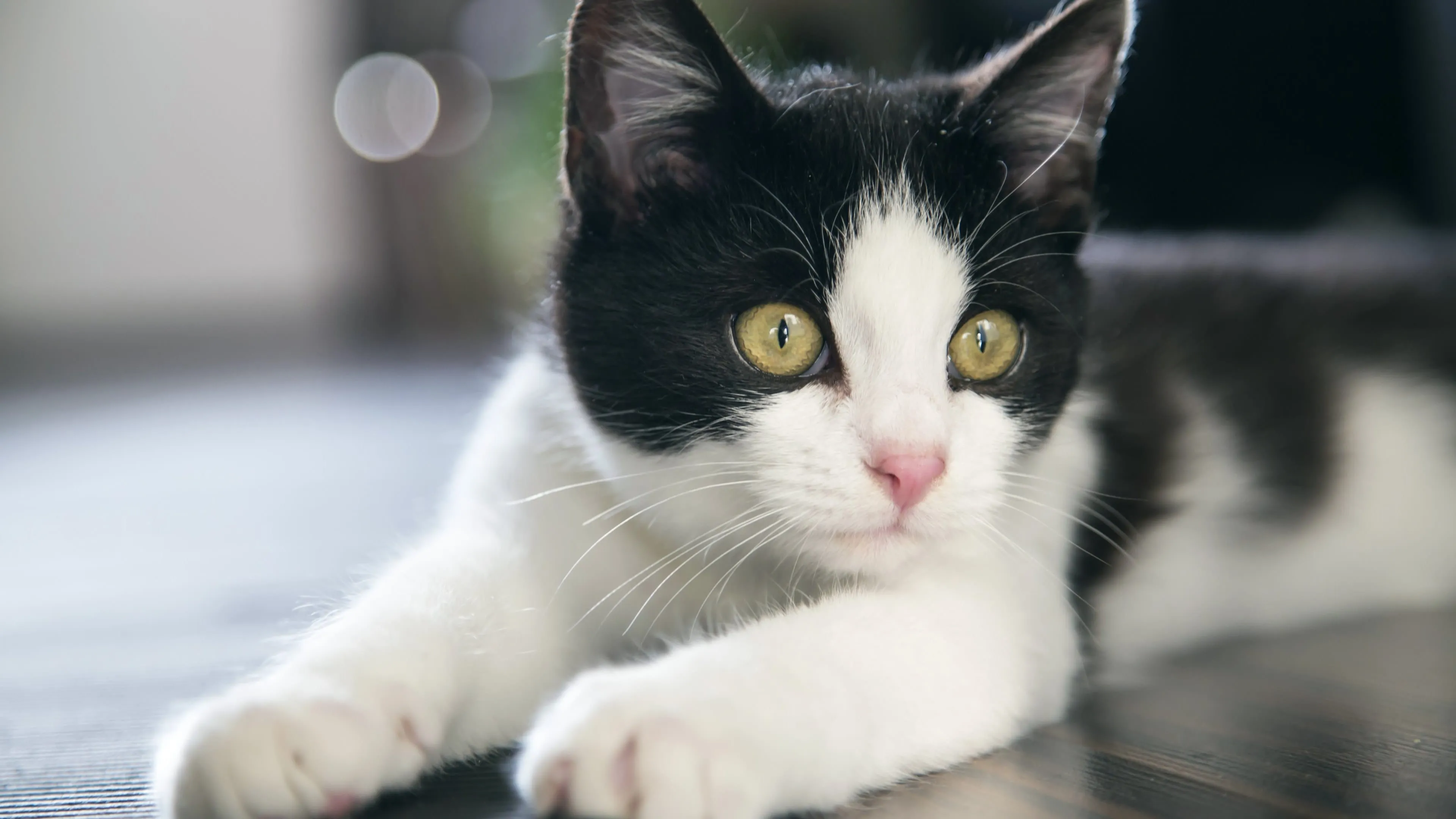 beautiful cat portrait uhd