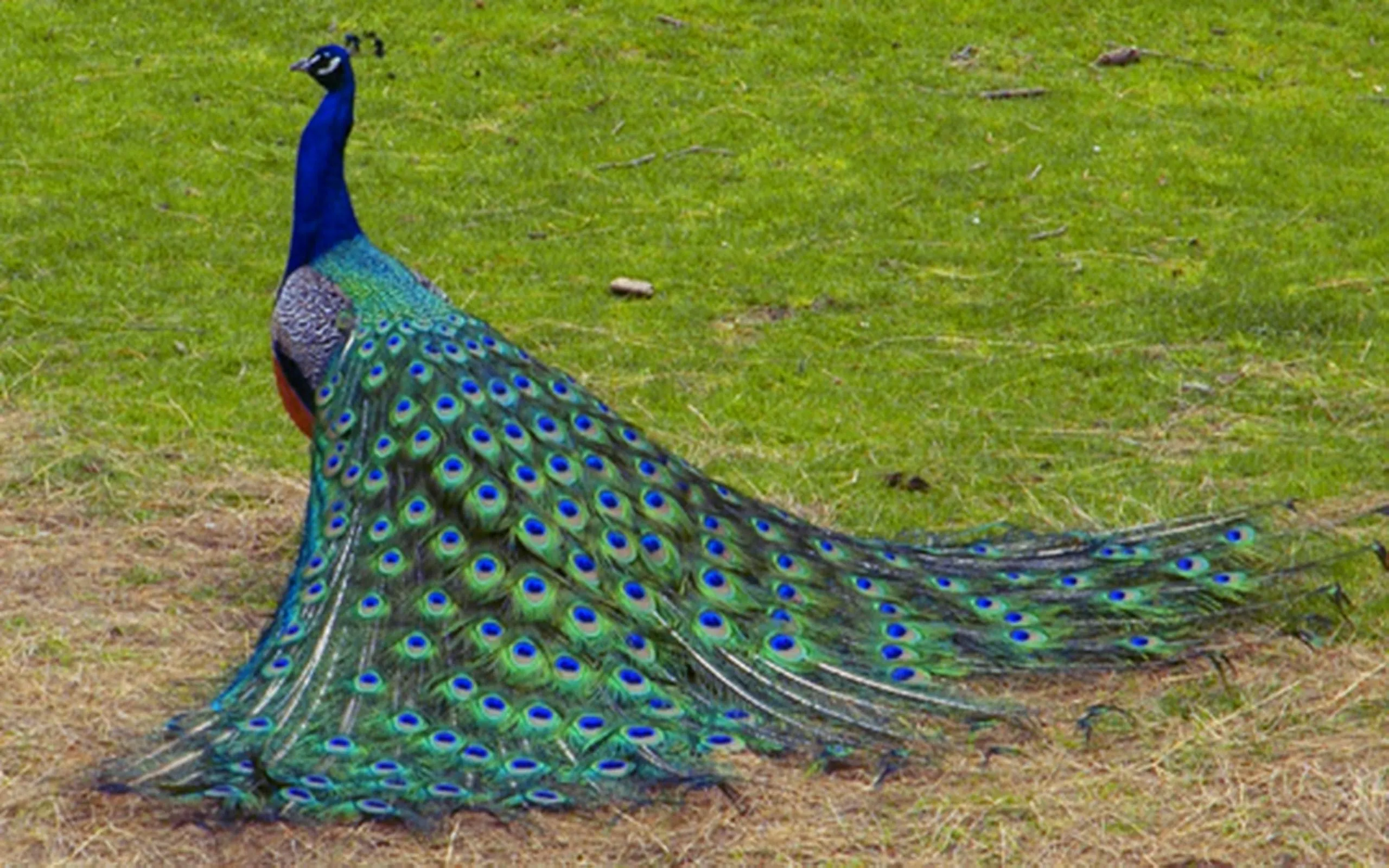 beautiful peacock bird hd desktop wallpaper background