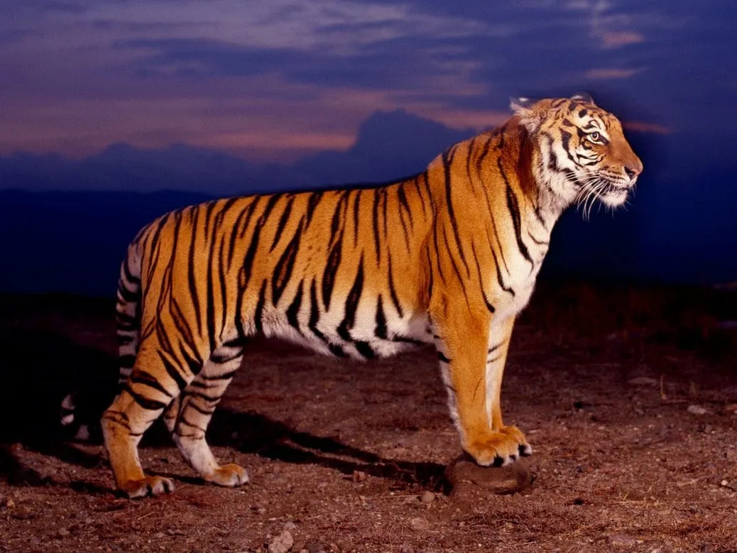 bengal tiger wallpapers high quality 1038x779