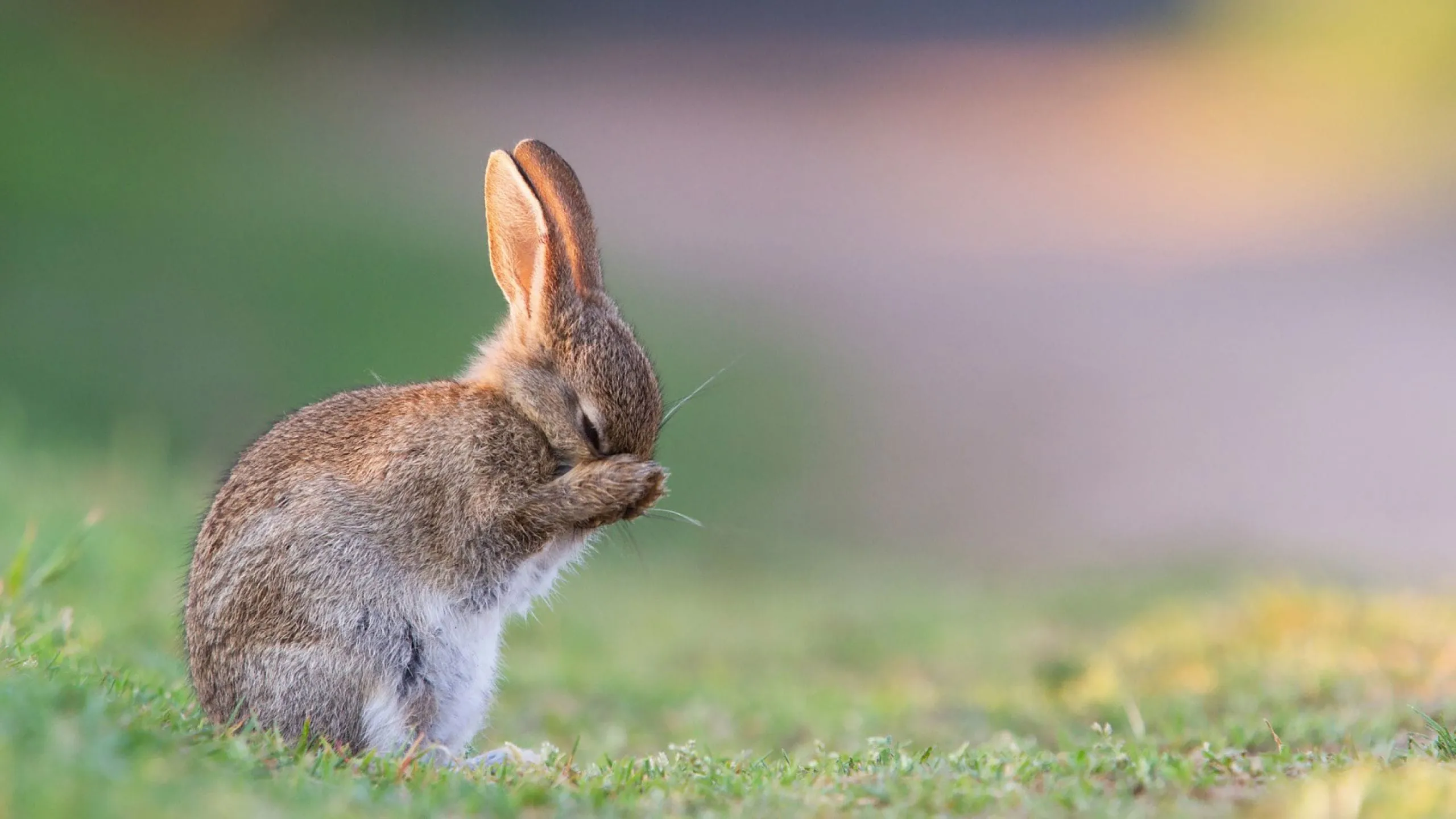 	best rabbit hd wallpaper