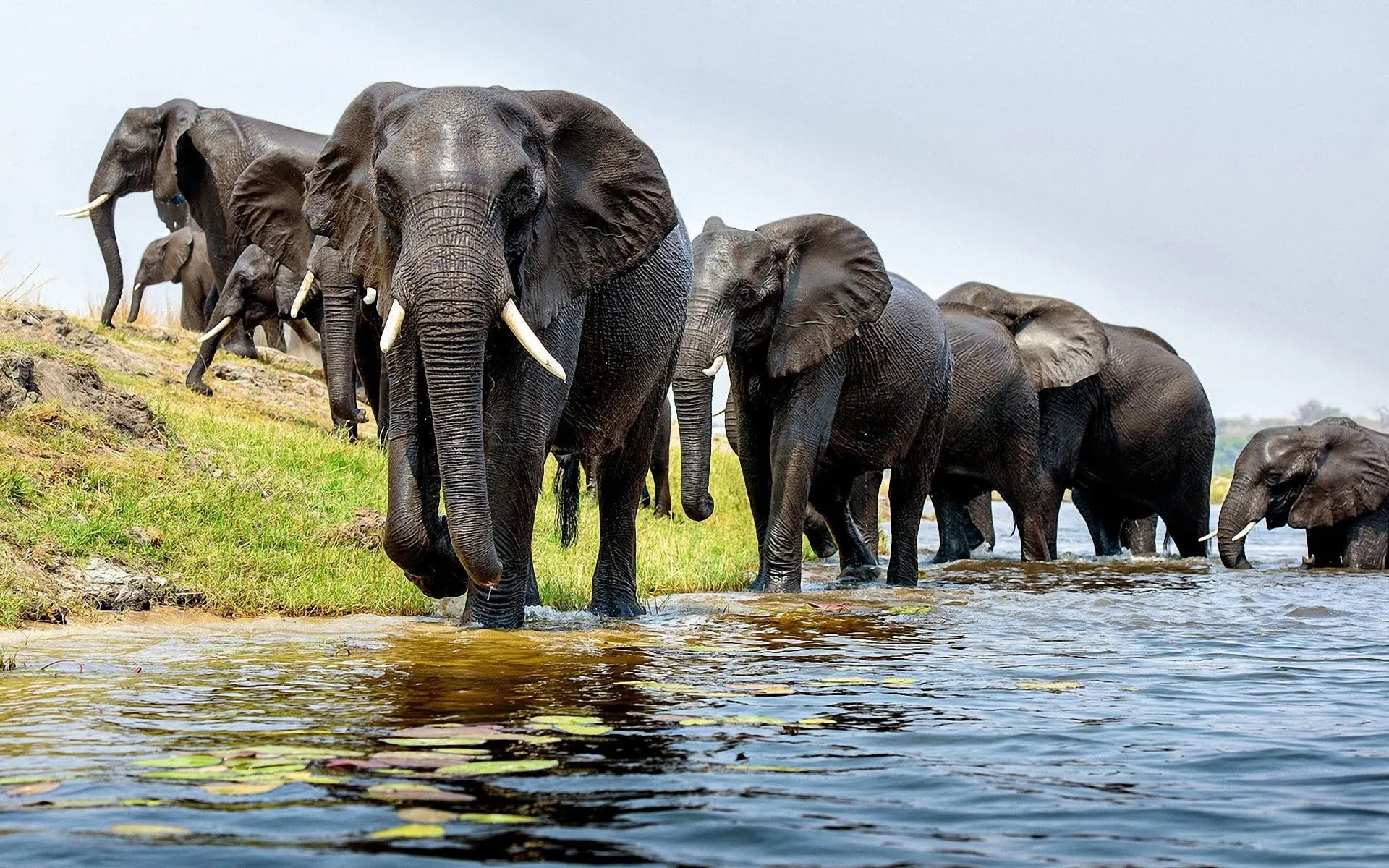 elephant wallpapers