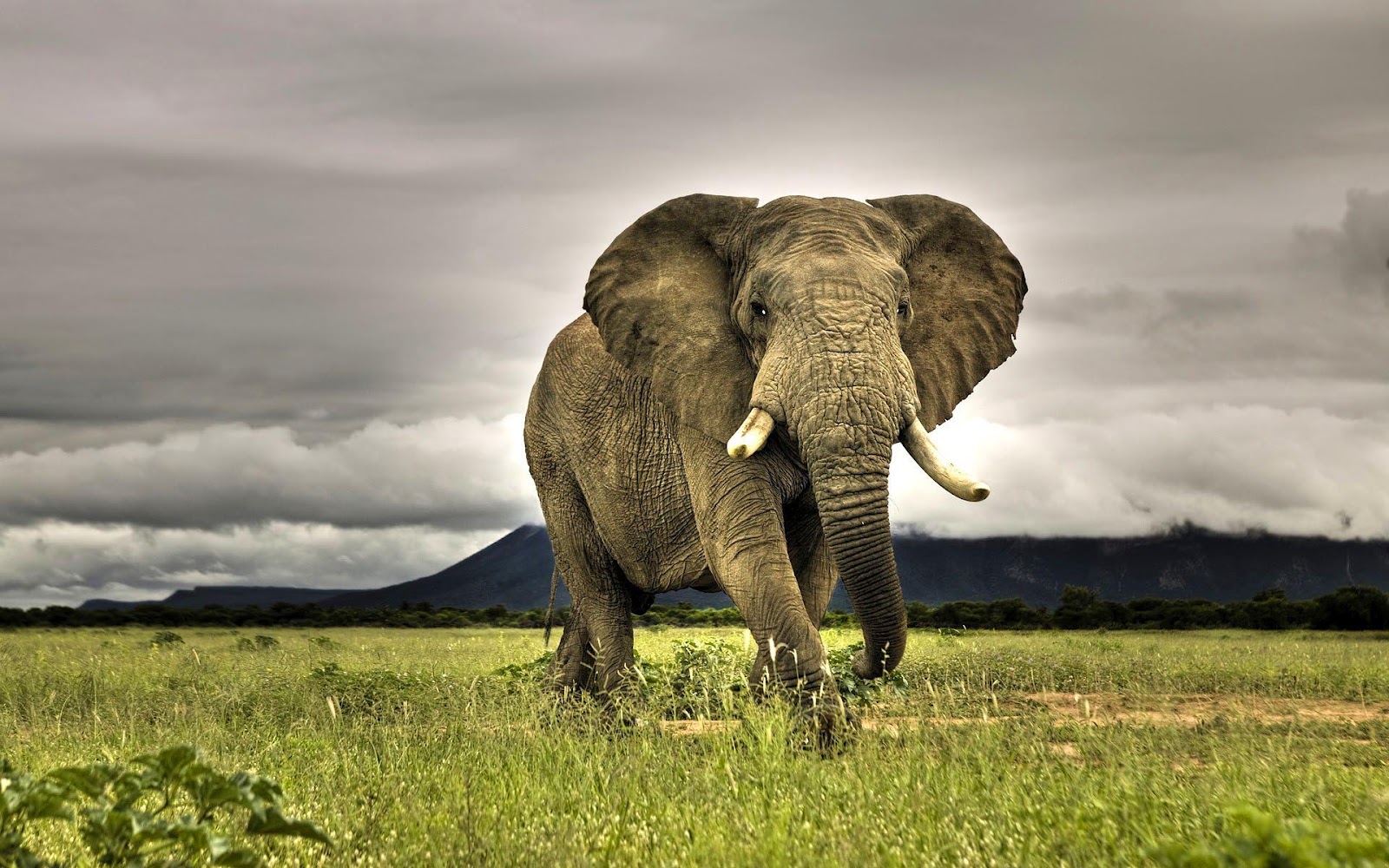 big-elephant-in-attack-mode-hd-animal-wallpaper