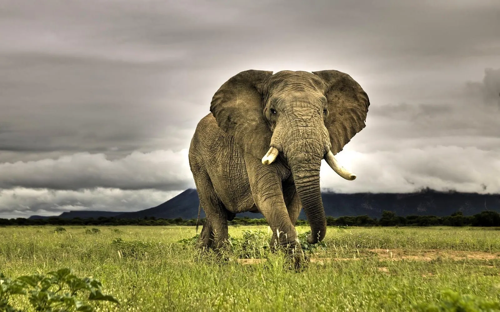 big elephant in attack mode hd animal wallpaper