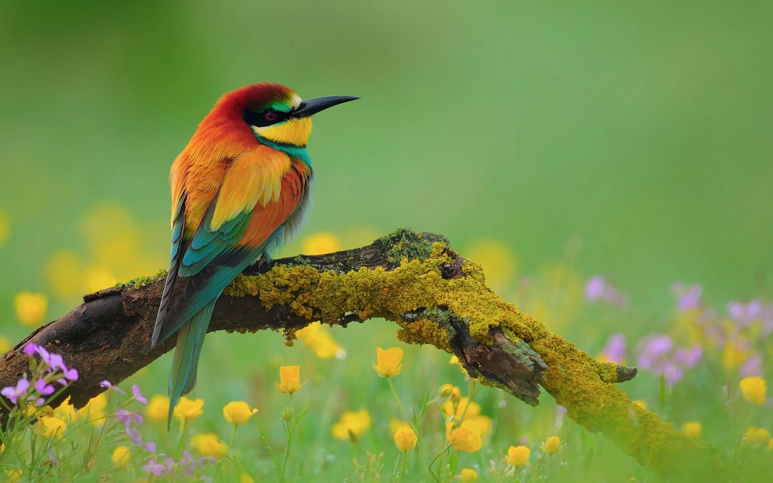 bird wallpaper download free