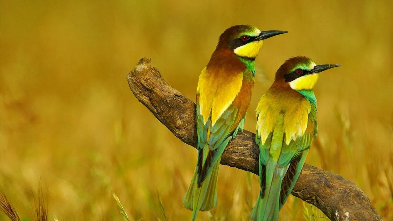 bird wallpaper hd