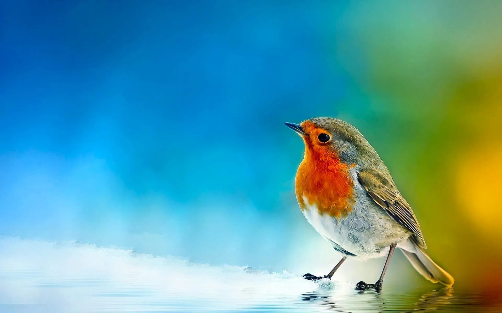 bird wallpaper widescreen on wallpaper hd