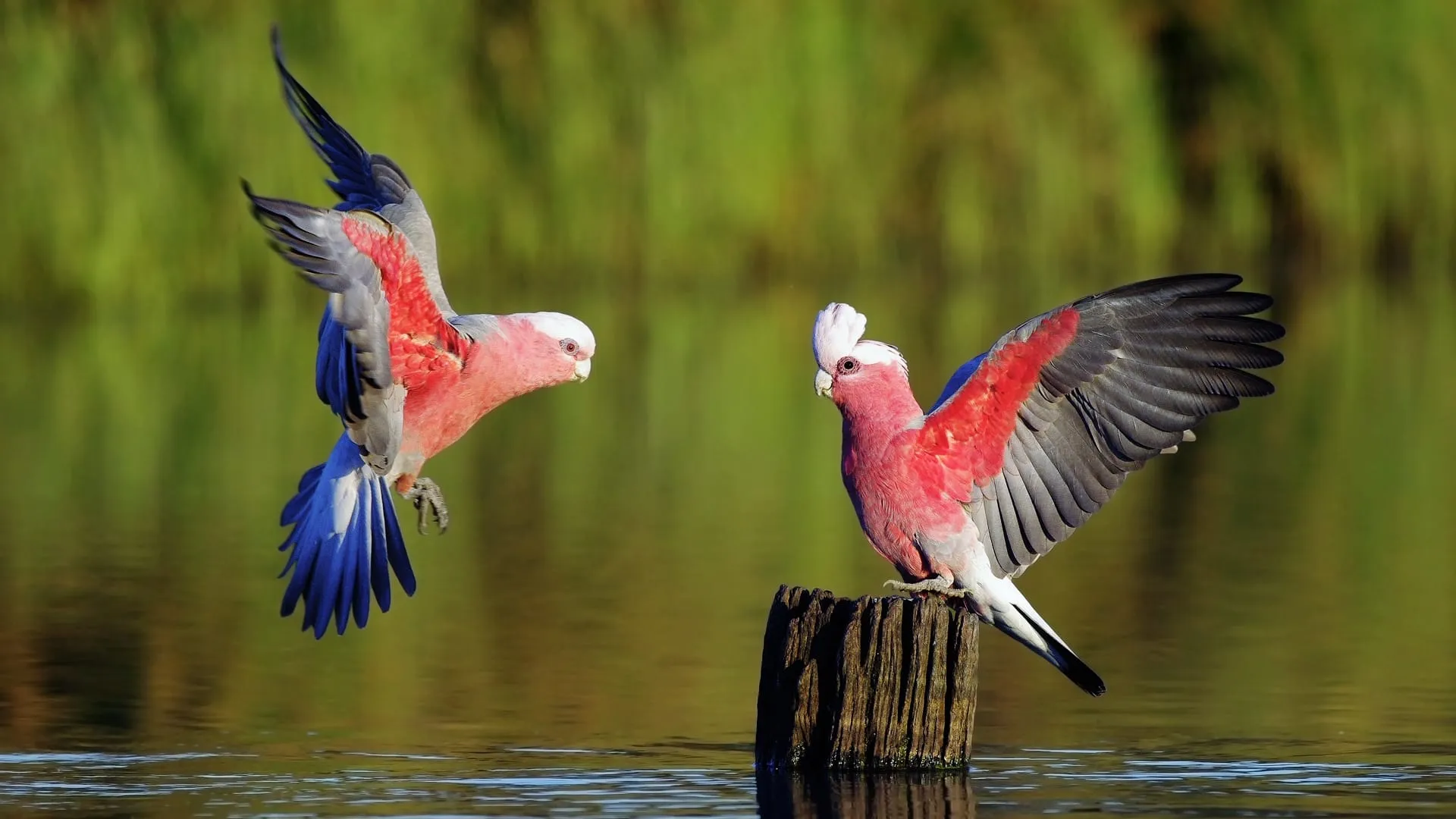 birds hd wallpapers