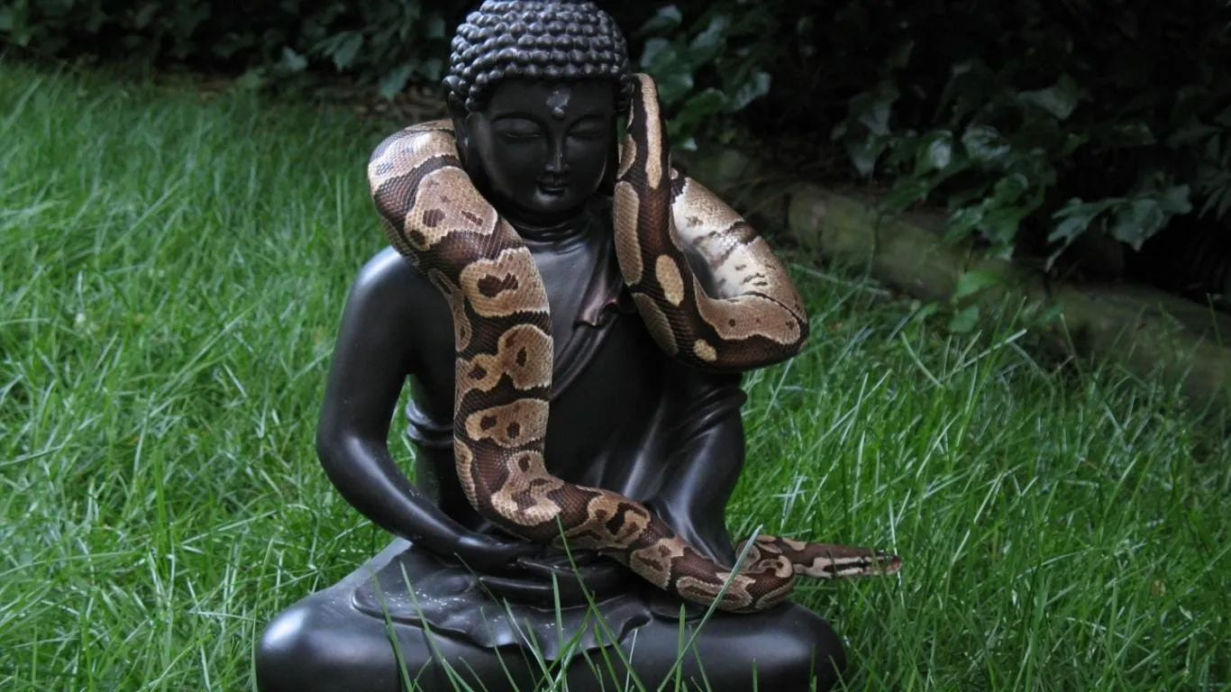 buddha wallpaper images