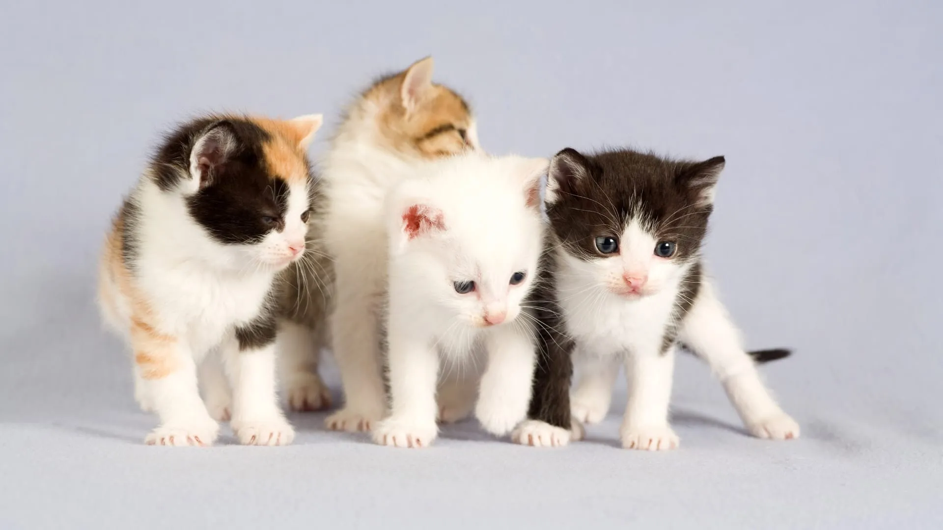 cat wallpaper