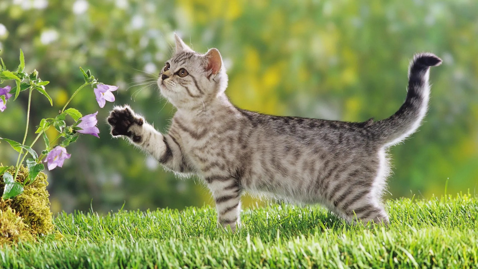 cat wallpaper 2