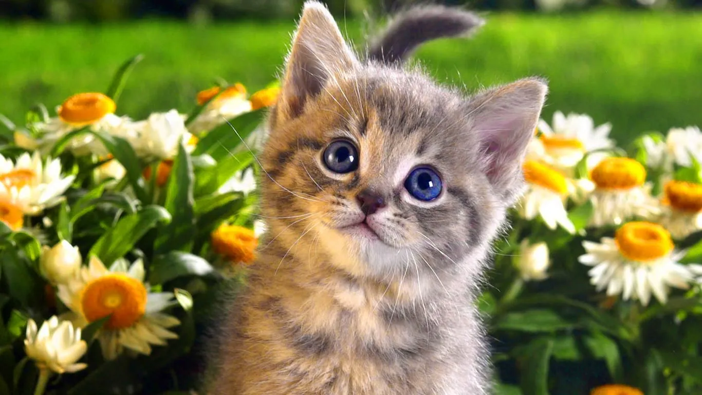 cat wallpapers widescreen for desktop wallpaper