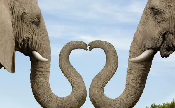 communicating elephant