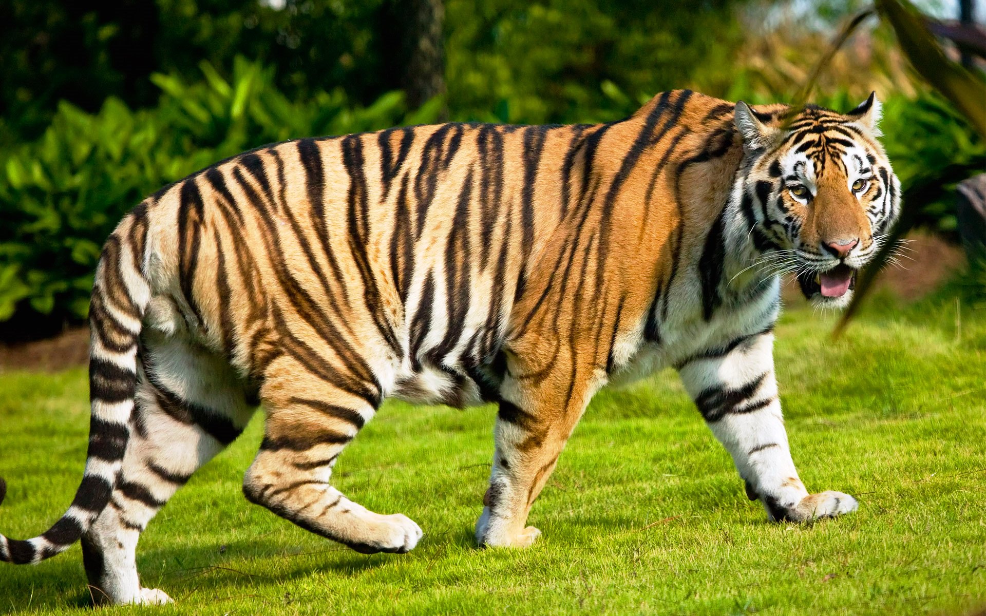 cool tiger wallpapers hd animals photo tiger wallpaper