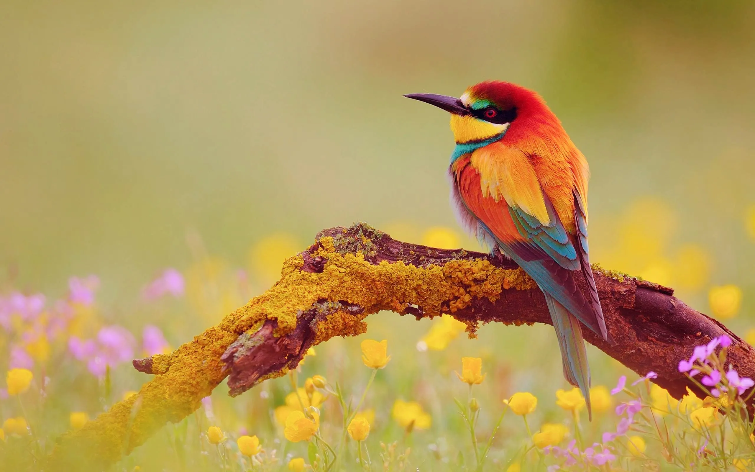 cute and pretty colourful bird wallpaper